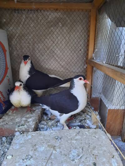 sherazi Pair For Sale