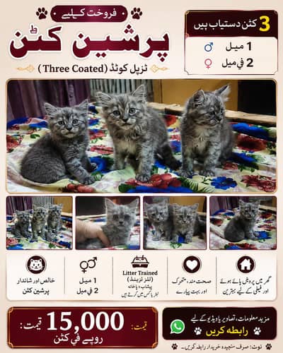 3 Persian Kittens