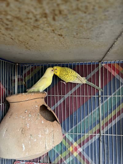 Bonded fellow budgie pair Australian parrot