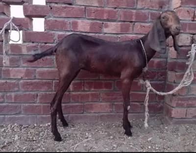 nagri bakri