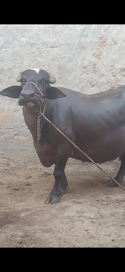 Buffalo phone number 03217022408