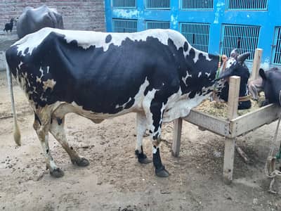 Australian cross dosra suwa cow ak mah ki gaban b ha