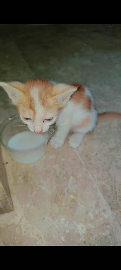 kitten for free