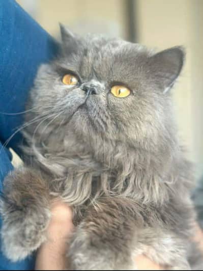 pikki face triple coat male for stud