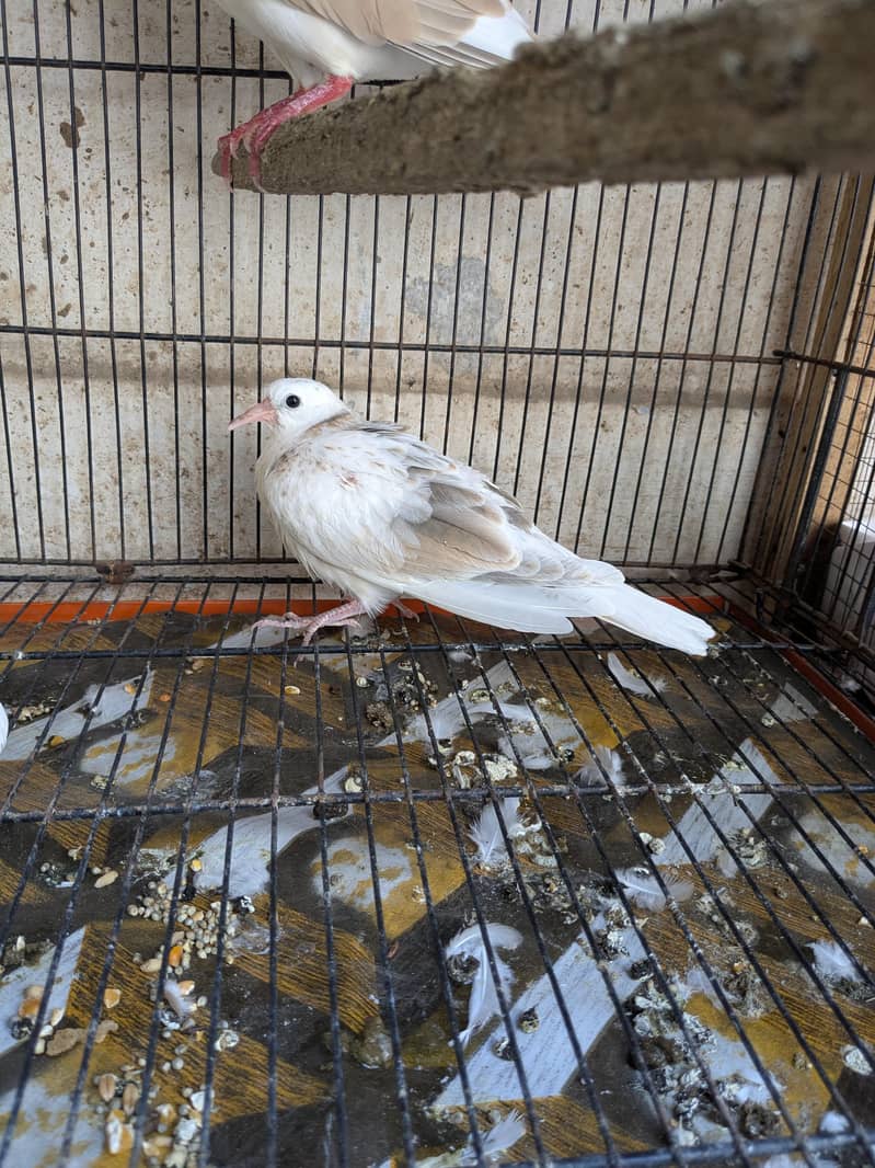 Doves 0