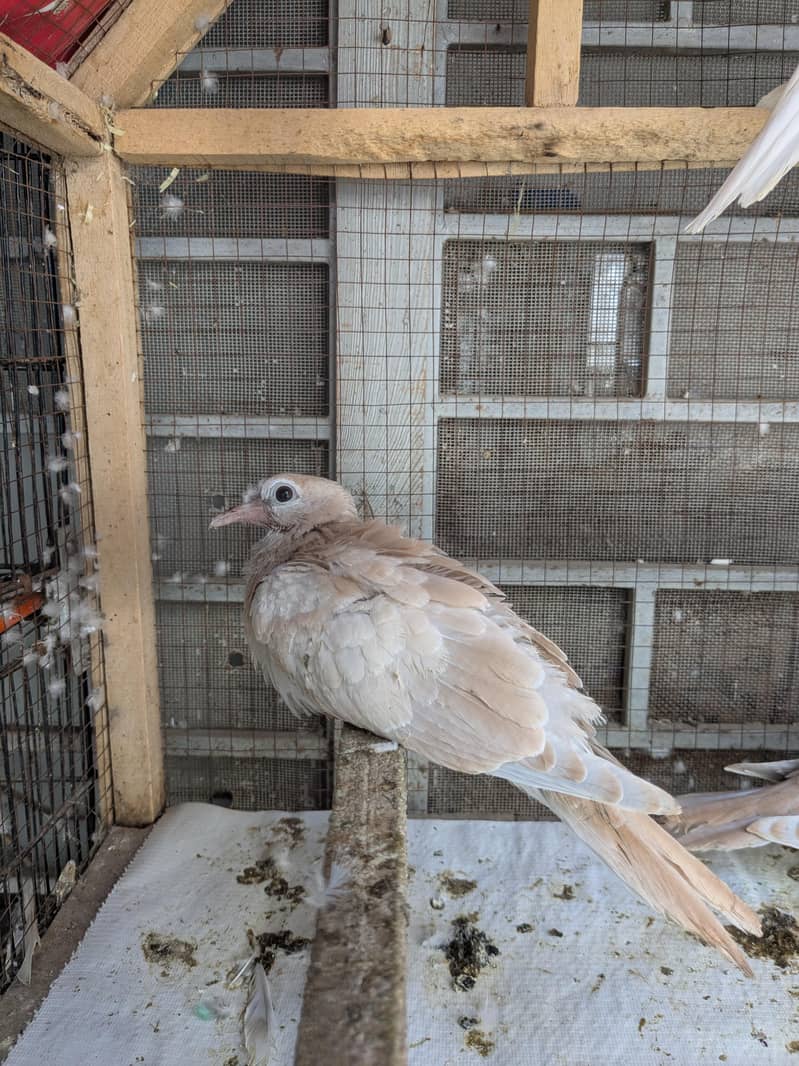 Doves 1
