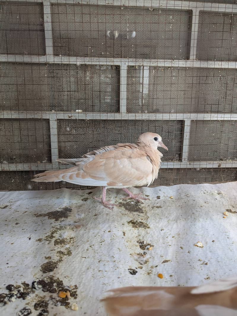 Doves 2