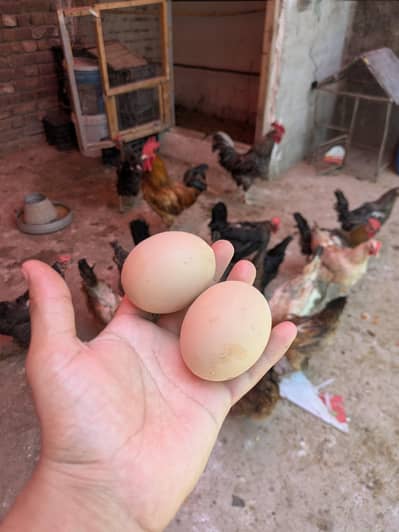 Eggs (03444608899)
