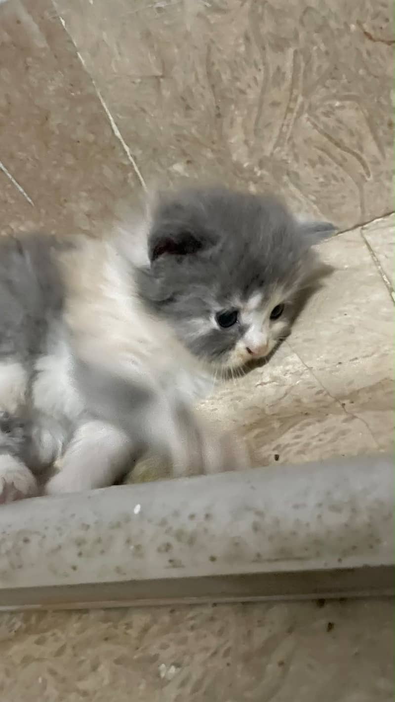 Kittens 0