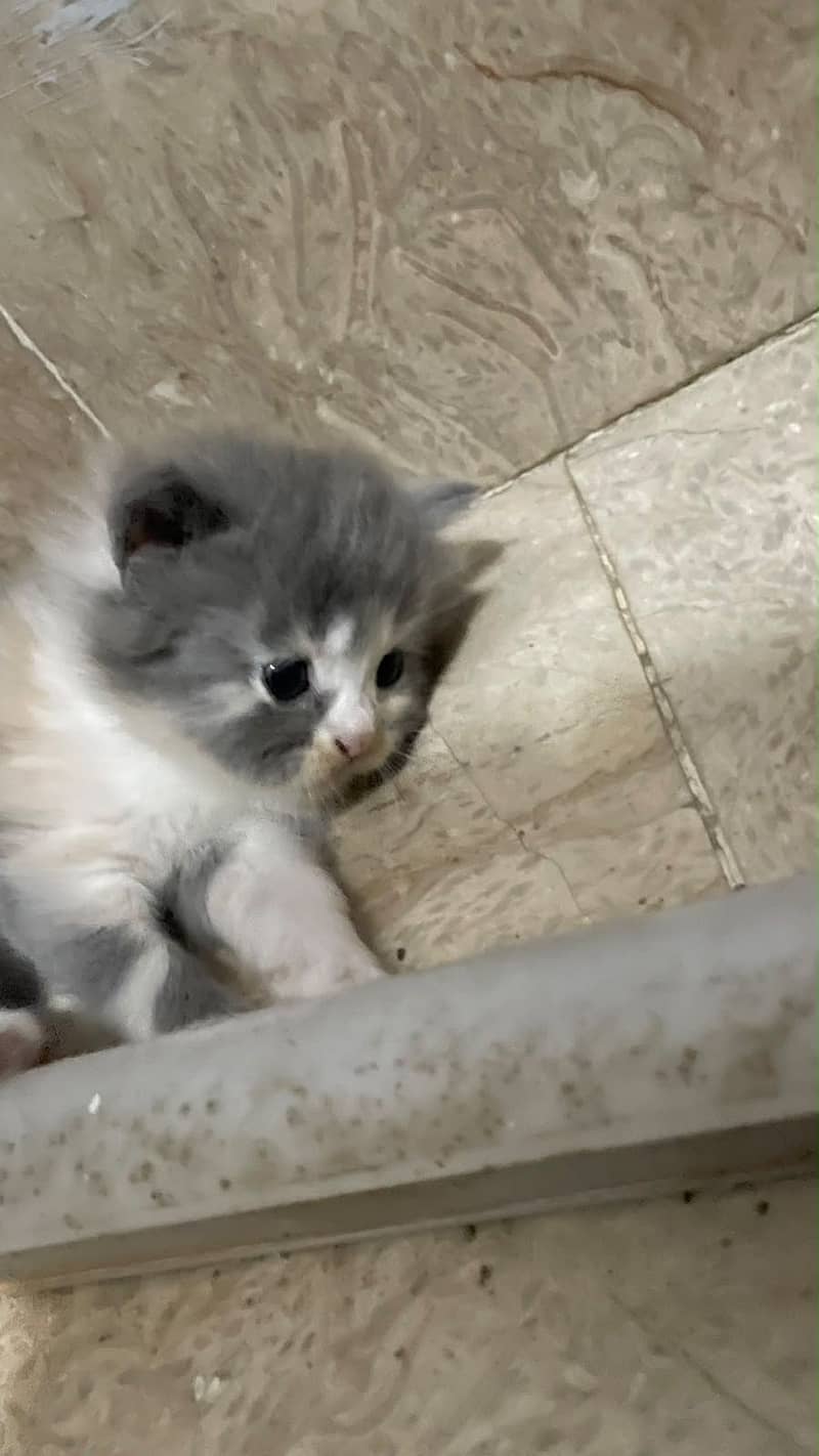 Kittens 1