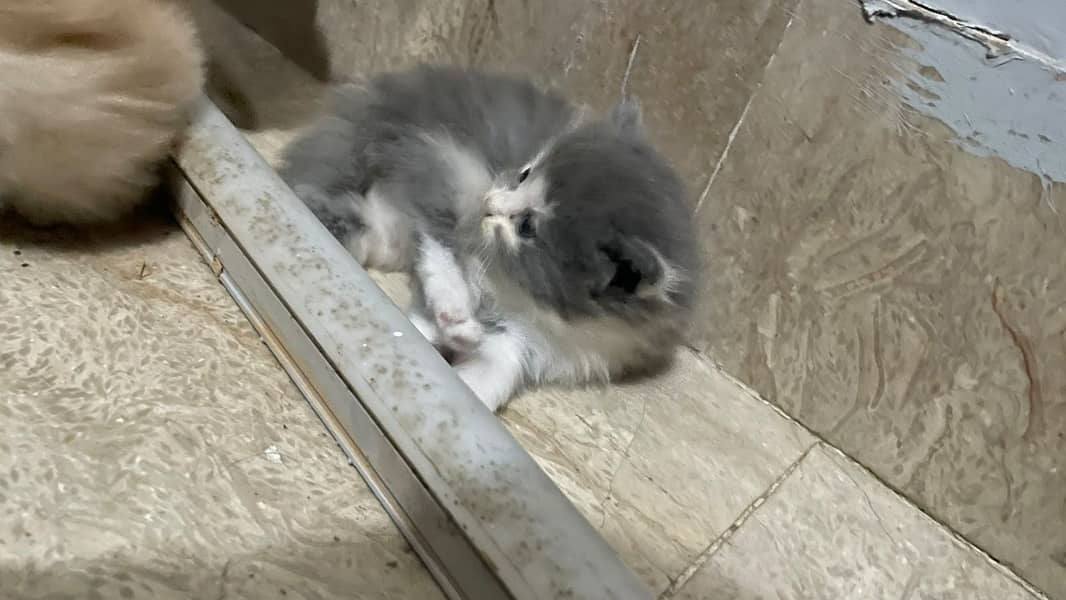 Kittens 2