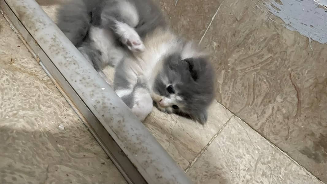 Kittens 3