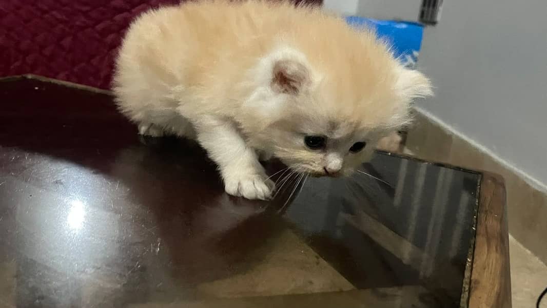 Kittens 4