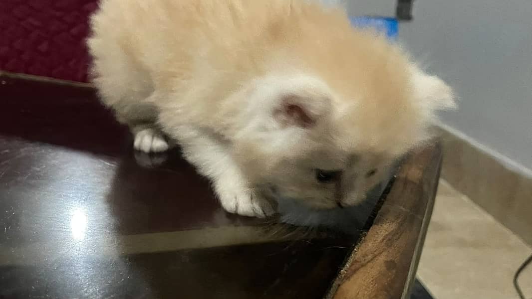 Kittens 5