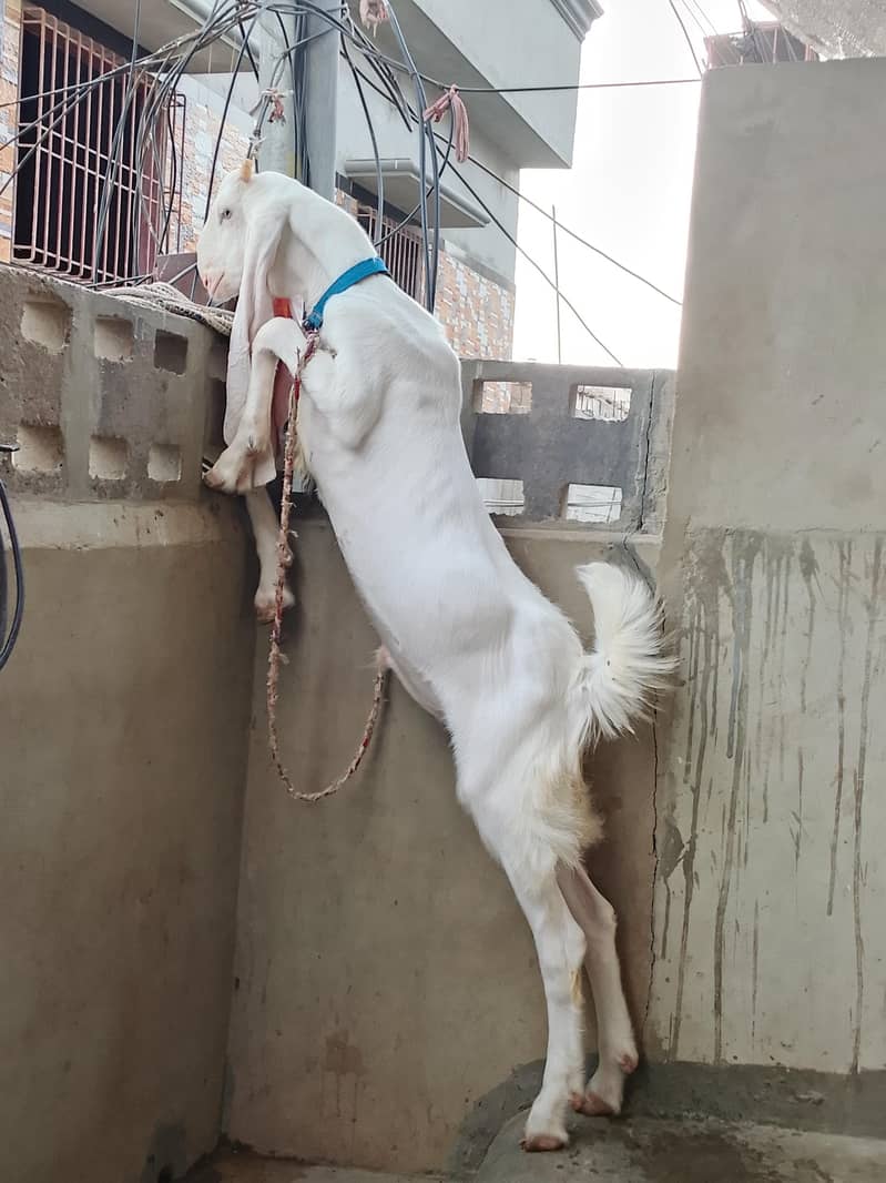 Goad bakra  goad  bakra goad Goad 0