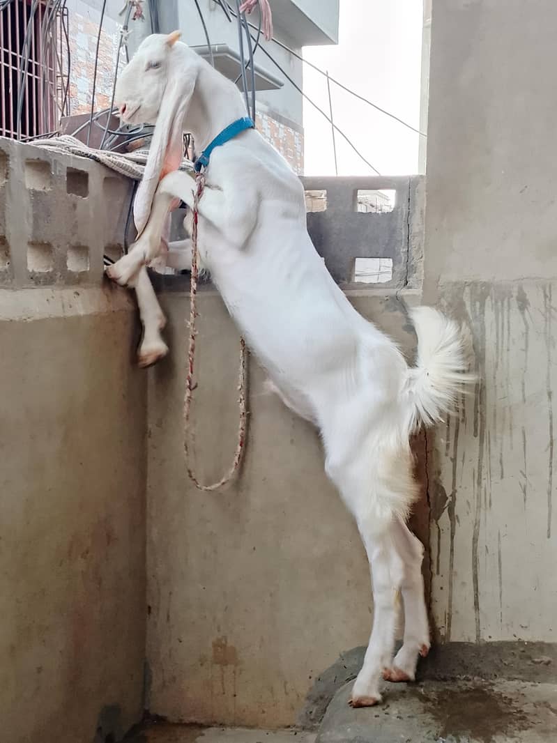 Goad bakra  goad  bakra goad Goad 1
