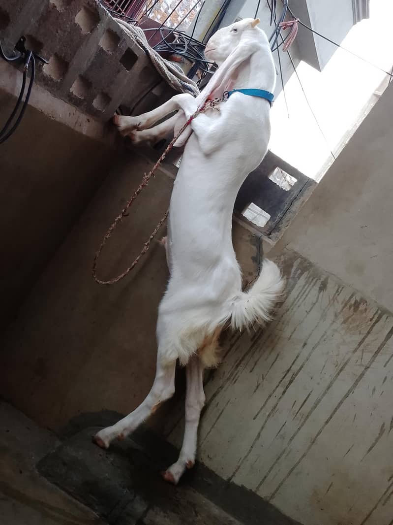 Goad bakra  goad  bakra goad Goad 2