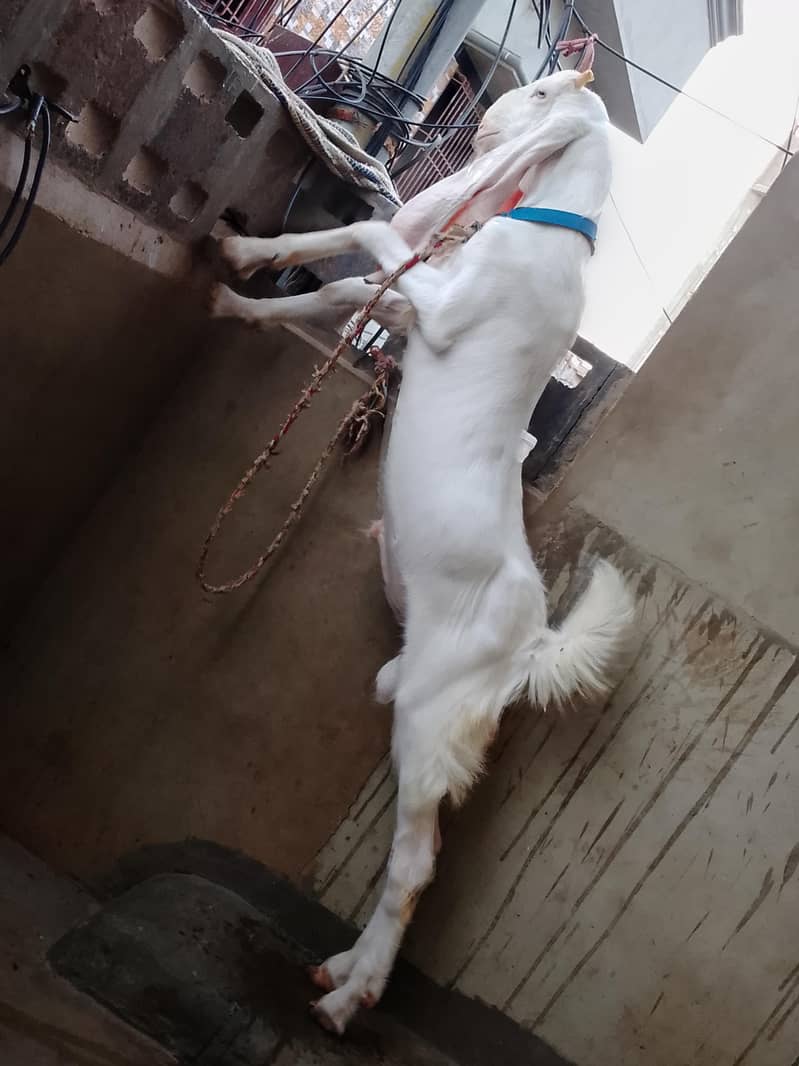 Goad bakra  goad  bakra goad Goad 3