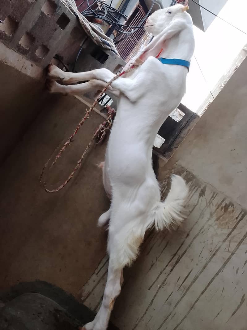 Goad bakra  goad  bakra goad Goad 4