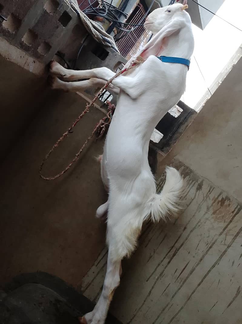 Goad bakra  goad  bakra goad Goad 5