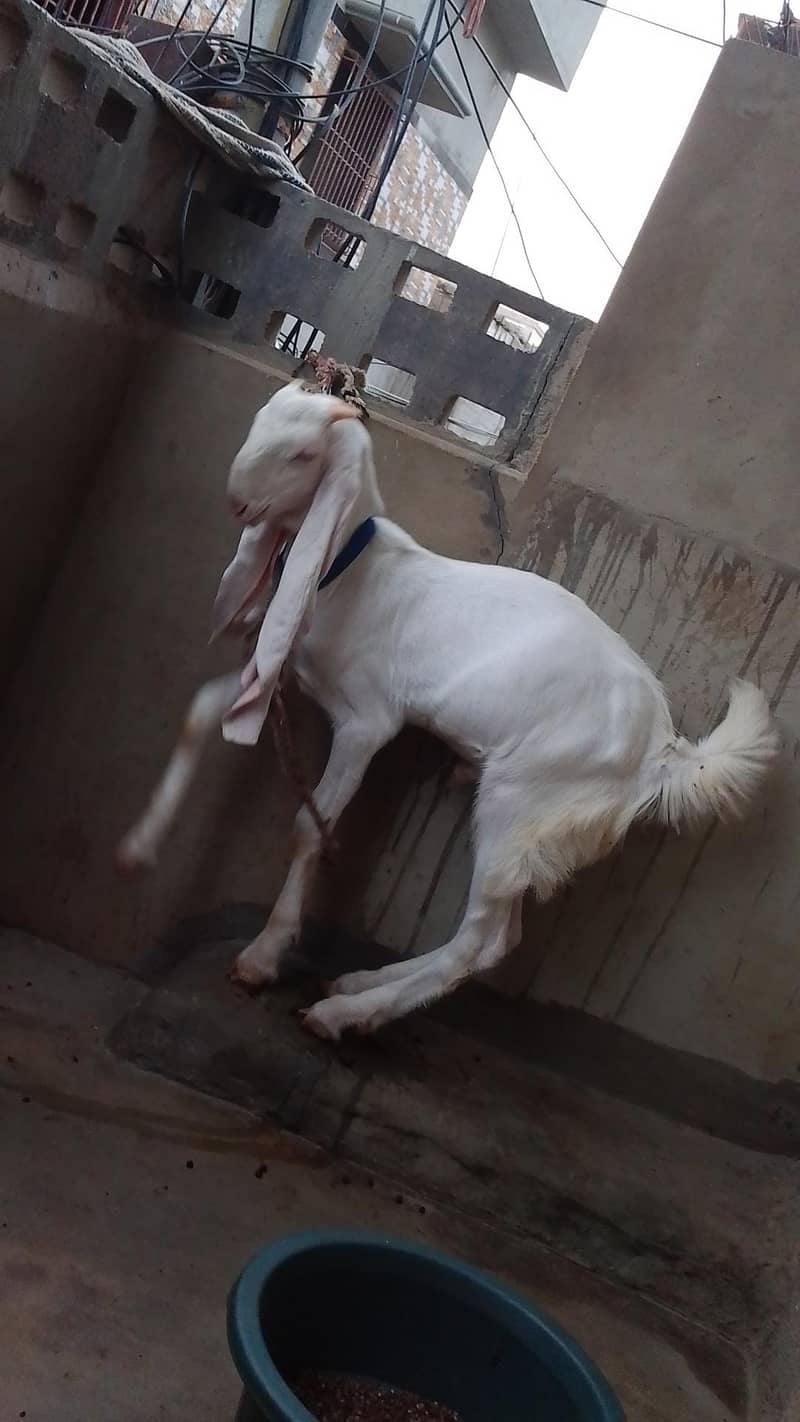 Goad bakra  goad  bakra goad Goad 6