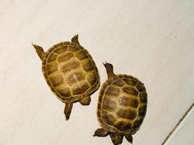Russian Tortoise for sale