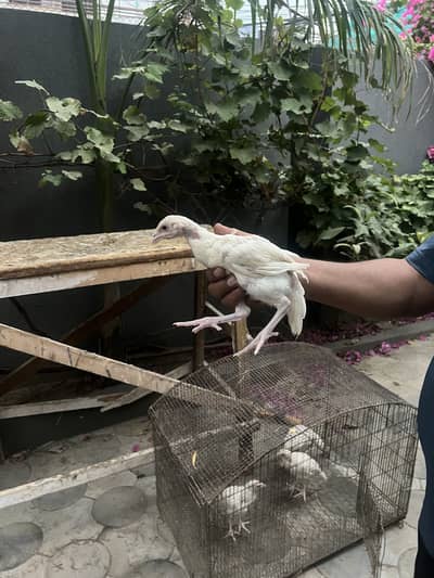 2 Pair Paper White Heera Aseel Chicks