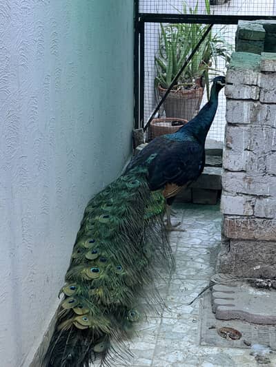 Peacock Male