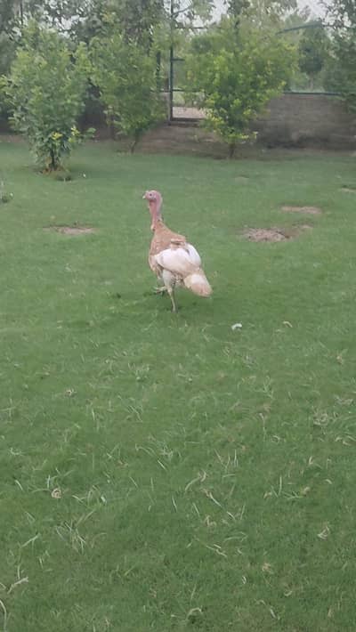 turkey  pero