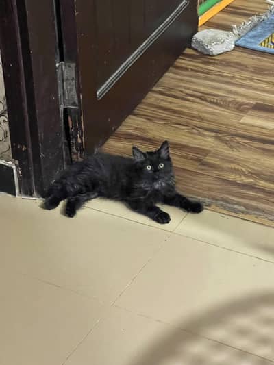Black Persian kitten age 3 months triple coat fully vaccinated