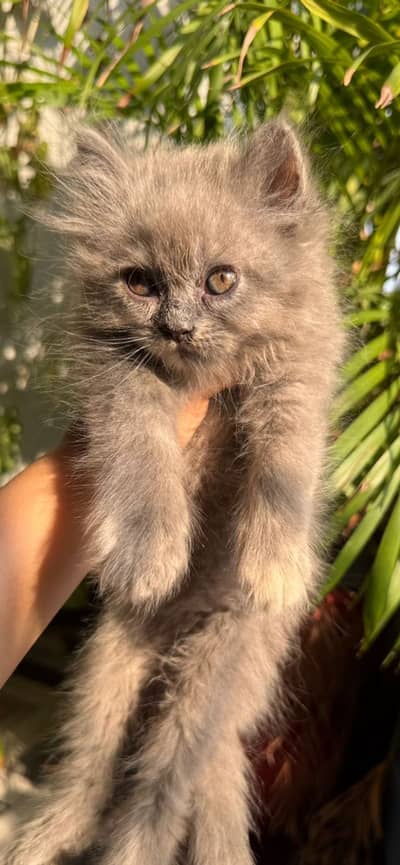 Beautiful grey Persian kittens