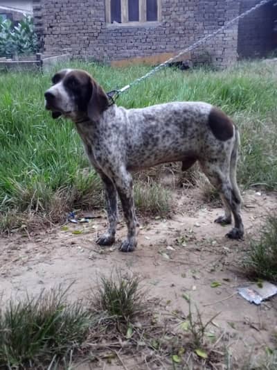 labra pointer for sale and exchange possible