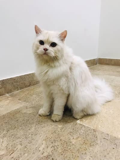 Persian Triple Coated Female For Sale White Color