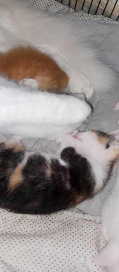 new born baby