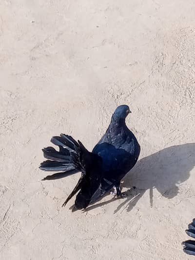 Indian fantail