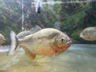 Red belly Piranhà