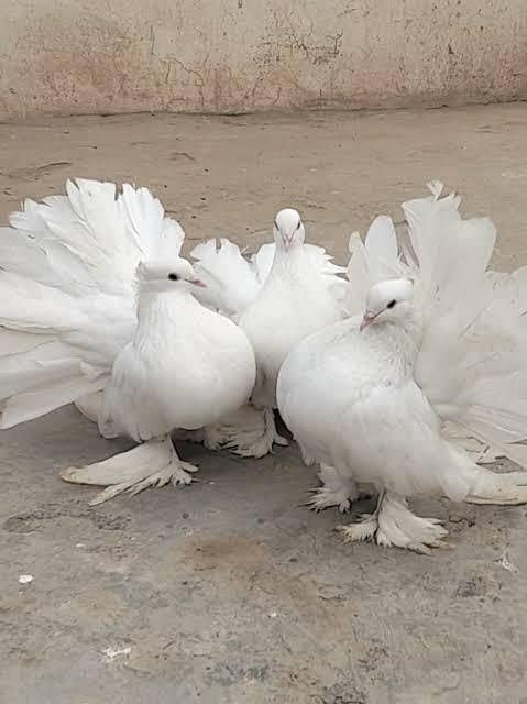 laaka 0