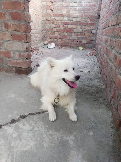 russi dog