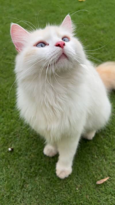 Persian double coated cat