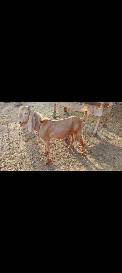 2 Dant dogla bakra 03176618614