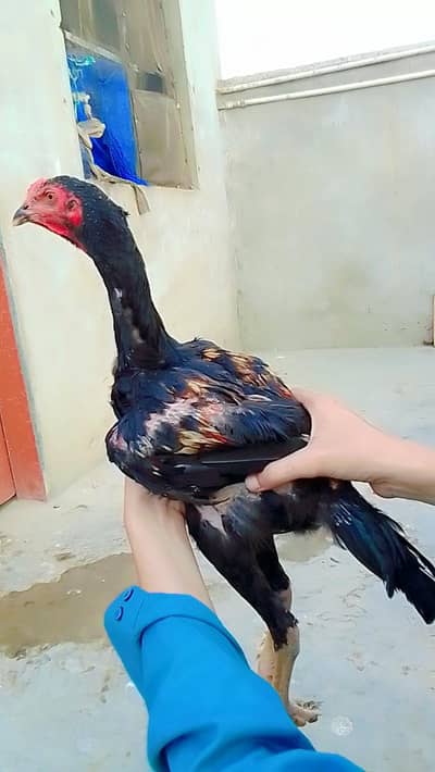 jawad black aseel