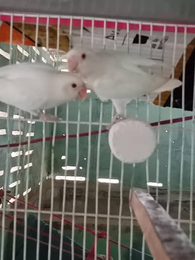 Albino red eyes