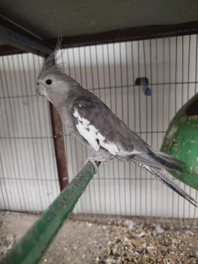 cockatiel pair for sale