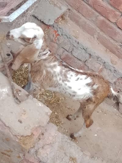 baby goat female bakri leli dogli