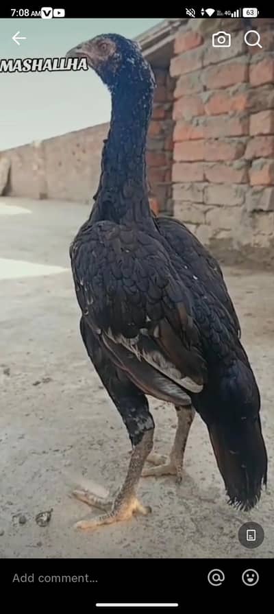 Buhat hi alla mayar k chiks dastyab hia