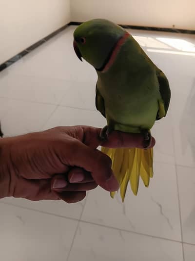 Green Ringneck Handtamed