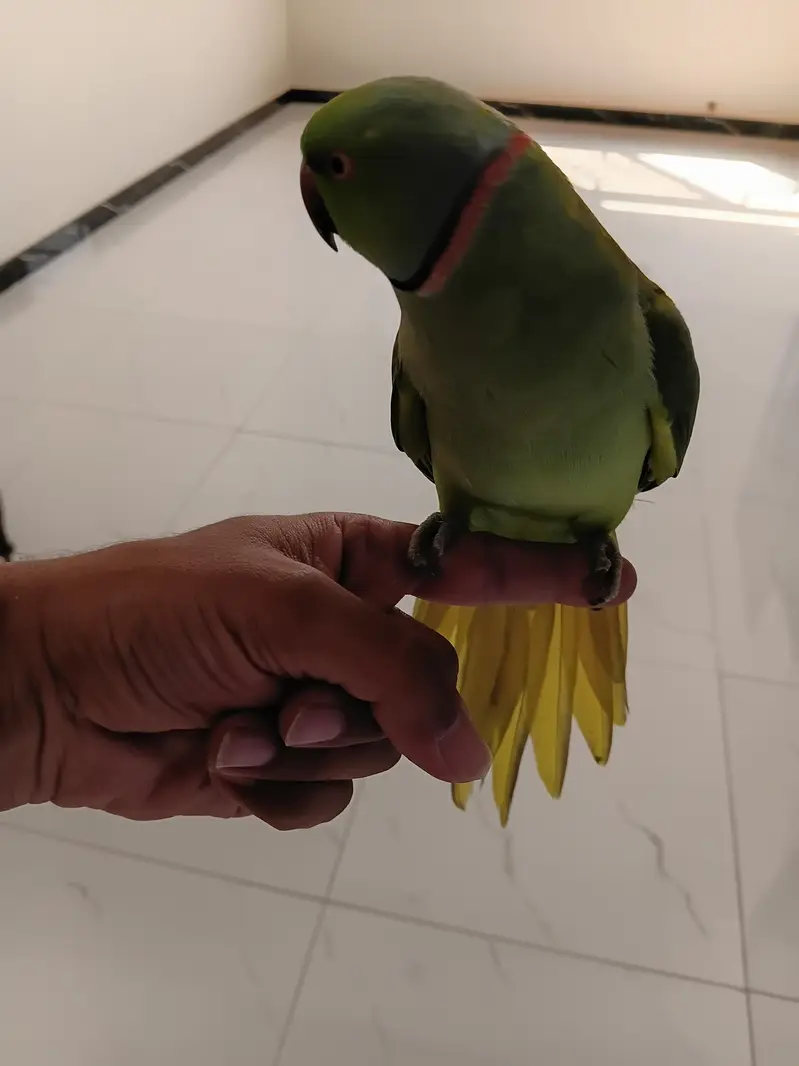 Green Ringneck Handtamed