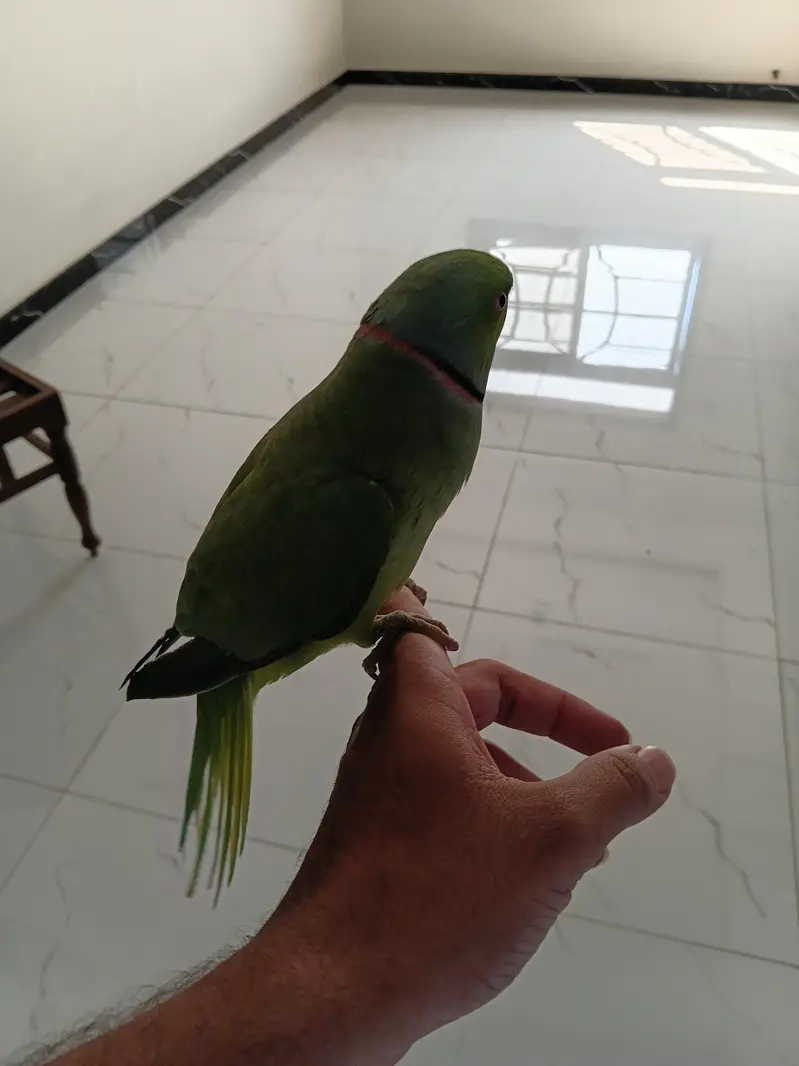 Green Ringneck Handtamed — photo 2