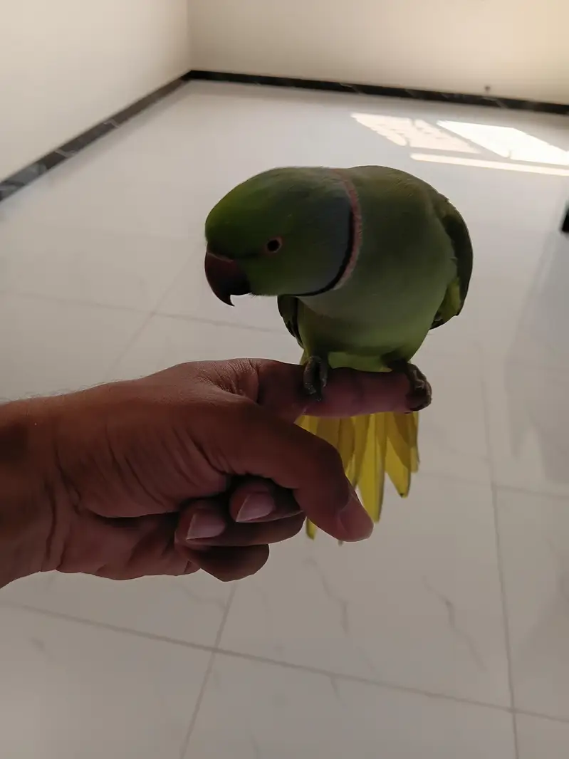 Green Ringneck Handtamed — photo 3