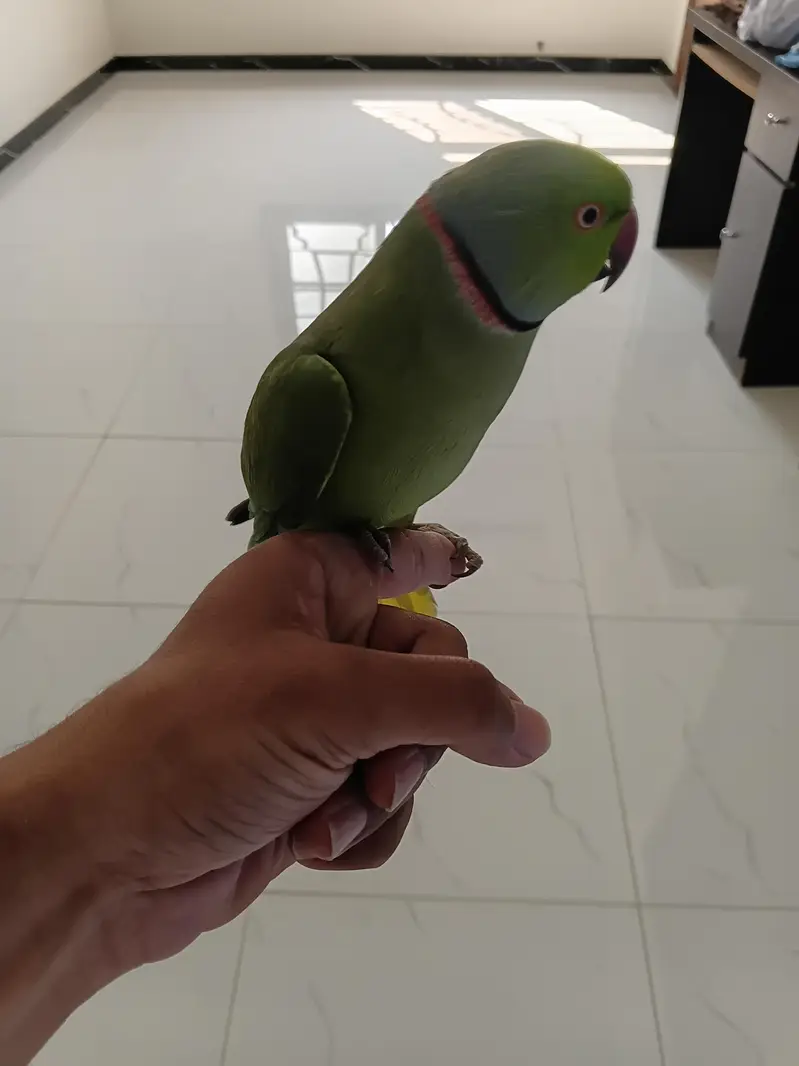 Green Ringneck Handtamed — photo 4
